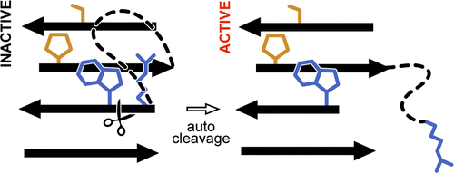 graphical-abstracts-PowerPoint-ACS-Biochemistry